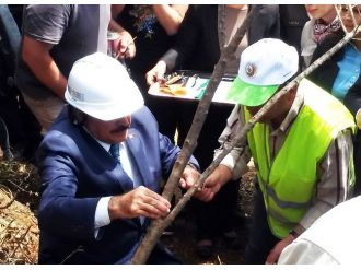 Orman Bakanı Eroğlu Zeytin Aşıladı