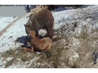 Kim Demiş Ayıdan Dost Olmaz Diye