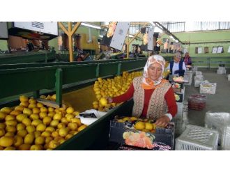 (Özel Haber) Irak’a Limon İhracatı Başladı