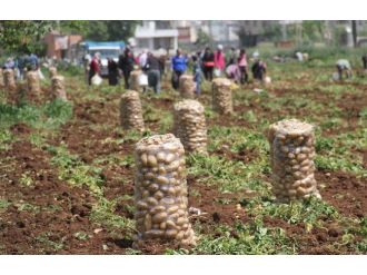 Patates Tarlada 1 Lira 70 Kuruş Pazarda 5 Liraya Satılıyor