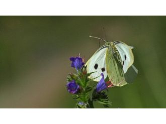 Orman Ve Su İşleri Bakanlığı Biyokaçakçılıkla Mücadelede Kararlılığını Sürdürüyor