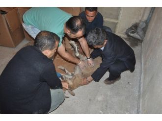 Tedavi Edilen Dağ Keçisi Doğaya Bırakıldı