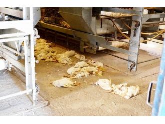 Kanatlı Hayvanlar Kuş Gribinden Ölmeye Devam Ediyor