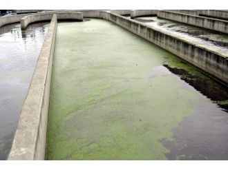 Atık Sular Çiçekçiliğe Can Verecek