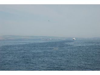 Çanakkale Boğazında Lüfer Akını