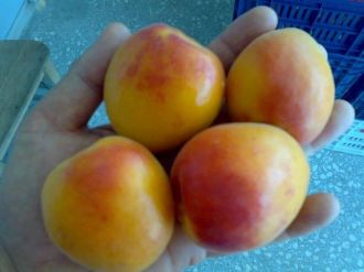 Mut’ta Kayısı 8 Liradan Alıcı Buluyor