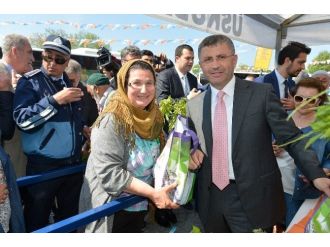 Üsküdar’da Mor Salkım Erguvan Ve Mimoza Şenliği