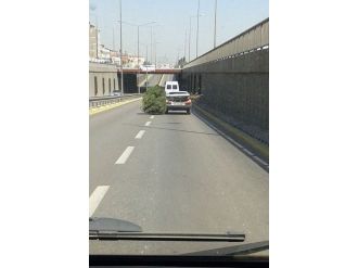 Otomobili Bagajında Taşınan Çam Ağacı Şaşırttı