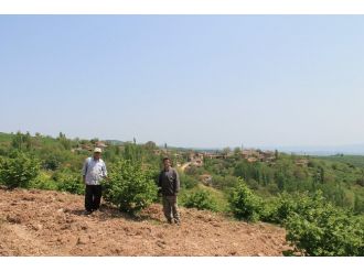 Yenişehir Fındıkları Yurt Dışına İhraç Ediliyor