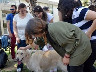 Terapist Köpekler Sınav Kaygısını Ortadan Kaldırıyor