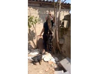 Kediye Yapılan İşkence Yürek Sızlattı