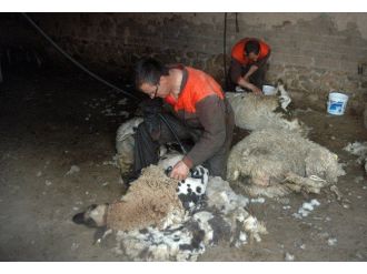 (Özel Haber) Tek Koluyla Bir Koyunu 135 Saniyede Kırkıyor