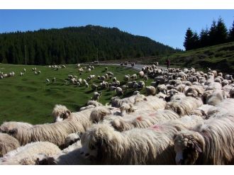 Yaylalara Göç Zamanı