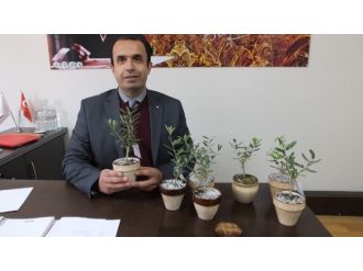 Burhaniye’de Annelere Çiçek Yerine Zeytin Ağacı Hediye Edildi