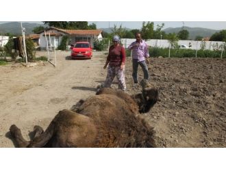 Burhaniye’de Kadın Deve Bakıcısı