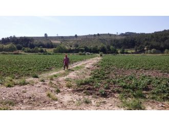 Patates Üreticileri İthalat İstemiyor