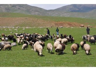 (Özel Haber) Hayvanların Telef Olması Köylüleri Tedirgin Ediyor