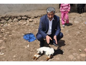 Yeni Doğan Kuzular Bir Bir Telef Oluyor