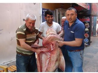 Mersinli Balıkçıların Ağına 400 Kiloluk Köpek Balığı Takıldı