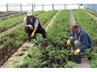 Elazığ, Malatya Ve Bingöl’de 2015’te Aşılı Ceviz Fidanı 5 Kat Artacak