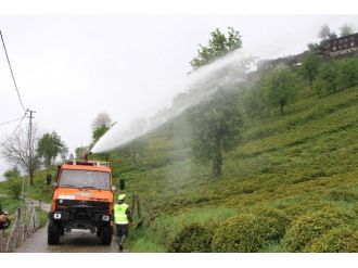 Rize’de Çay Üretiminde Organiğe Geçiş Hızla Devam Ediyor