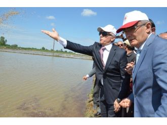 Bafra Ovası’nda ‘Çeltik Ekim Günü’
