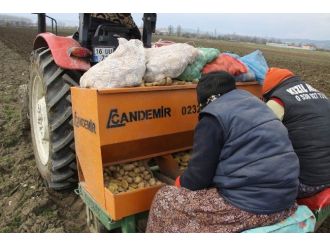 Patates Üreticileri Tedirgin