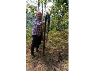 Ordu’da 3 Metrelik Yılan