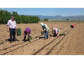 Yenişehir Ovasında Biber Ve Domates Ekimi Başladı