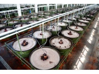 Sofralık Zeytin Teşvik Bekliyor