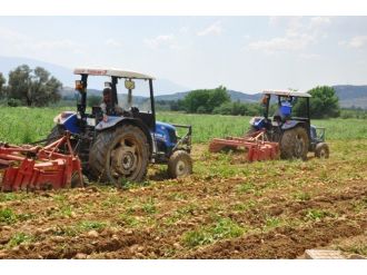 Patates Fiyatı Düştü, Üreticiyi İthalat Korkusu Sardı