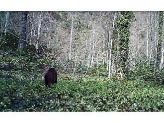 Küre Dağları’nda Boz Ayı Foto Kapana Yakalandı