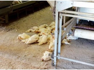 Kuş Gribi Şüphesiyle 161 Bin Tavuk İtlaf Edildi