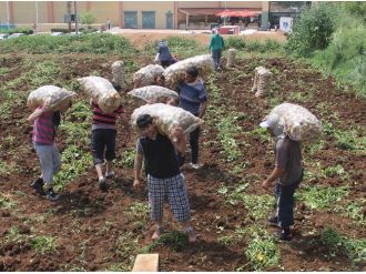 (Özel Haber) Kilosu 5 Lira İşçi Tonunu 10 Liraya Taşıyor