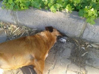 Ege Üniversitesinde Köpek Katliamı