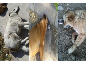 Ege Üniversitesinde Köpek Katliamı