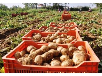 Rekabet Kurumu Patates Fiyatlarına El Attı