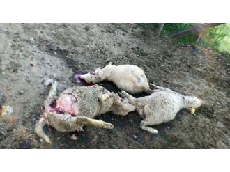 Borcu Bitmek Üzere Olan Koyunları Kurt Kaptı