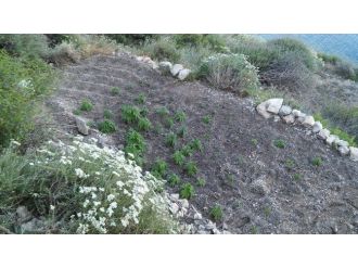 Datça Jandarmasından Uyuşturucu Tacirlerine Suçüstü