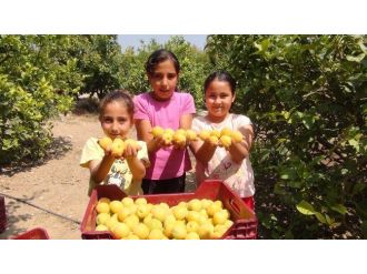 Silifke’de Açıkta Kayısı Hasadı Başladı