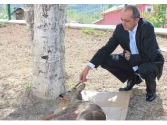 Yaralı Karaca Yavrusu Tedavi Altına Alındı