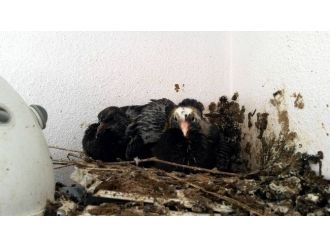 Güvercin, Kombinin Üzerine Yuva Yaptı