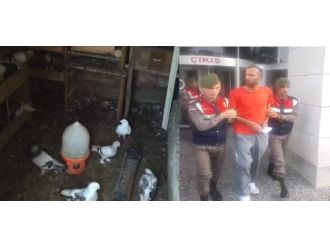 33 Bin Tl’lik Güvercin Oldu