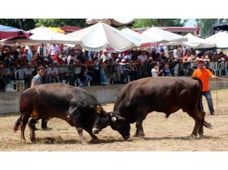 Boğa Güreşi Şenlikleri İspanya’yı Aratmadı