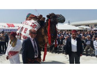 Açık Artırmaya Çıkarılan Deve 57 Bin Liraya Satıldı