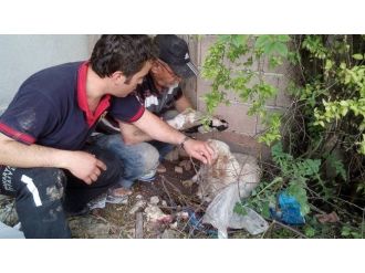 İtfaiye Ekipleri Sondaj Kuyusuna Düşen Yavru Köpekleri Kurtardı