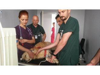 Hayvanlar Da Artık Diyalize Giriyor