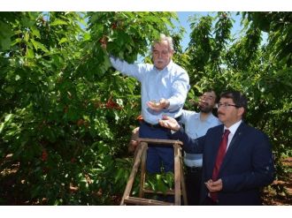 Ak Partili Berber İşçilerle Birlikte Kiraz Topladı