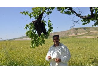 Arılar Oğul Kaldırıyor