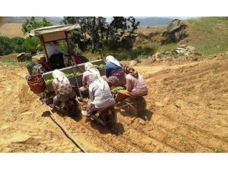 Sarıgöl’de Tütün Dikimleri Sürüyor